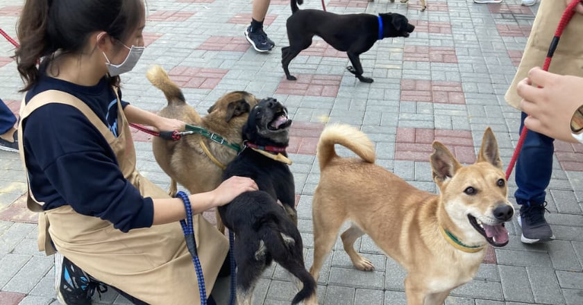 鼓勵認養不易養犬隻　台南推首年寵物保險費補助