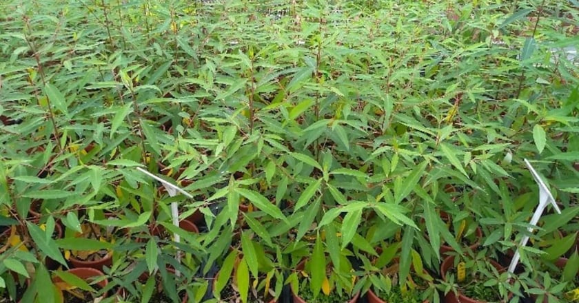 部落風味餐特色香料「馬告」 人工育苗增產有望