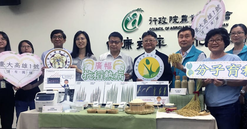 「台大高雄1號」新品種抗稻熱病 供有機、集團新植
