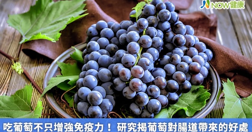 吃葡萄不只增強免疫力！ 研究揭葡萄對腸道帶來的好處