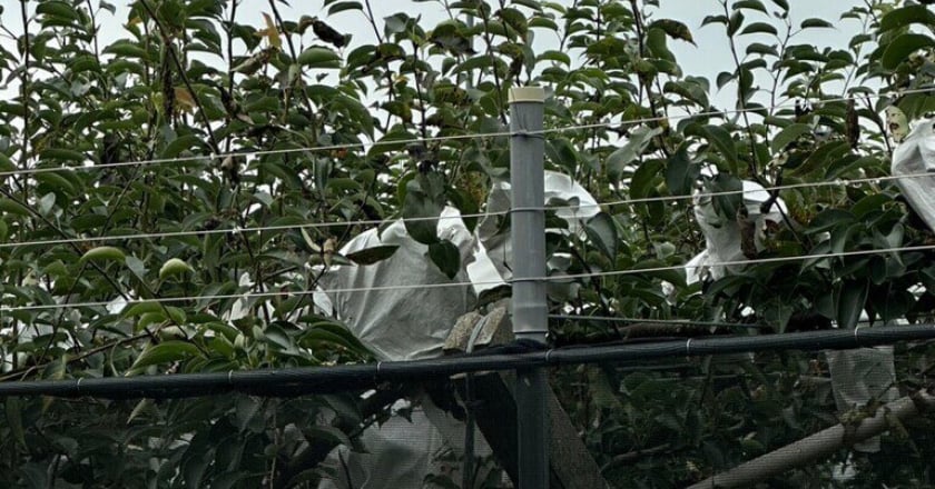 電圍網防獼猴危害農作 高市桃源區18日辦說明會