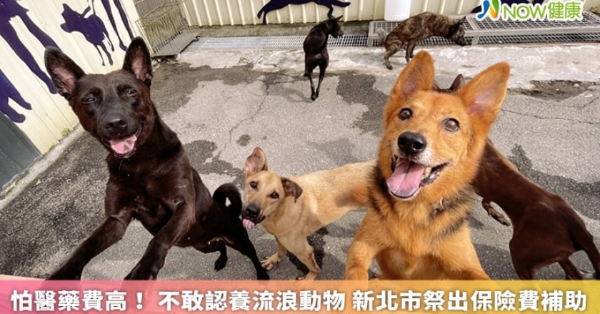 怕醫藥費高！不敢認養流浪動物 新北市祭出保險費補助