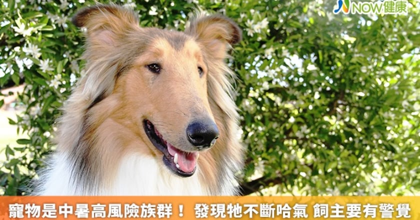 寵物是中暑高風險族群！發現牠不斷哈氣 飼主要有警覺