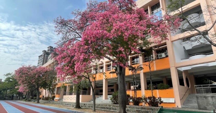 教育部補助18校4173萬元　修繕校園牆面護安全
