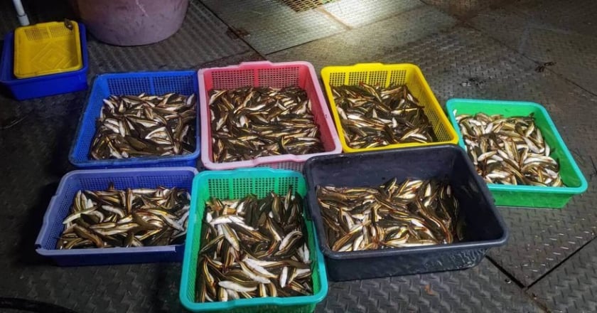 魚虎橫行日月潭　南投縣府4年移除6.6萬尾幼魚