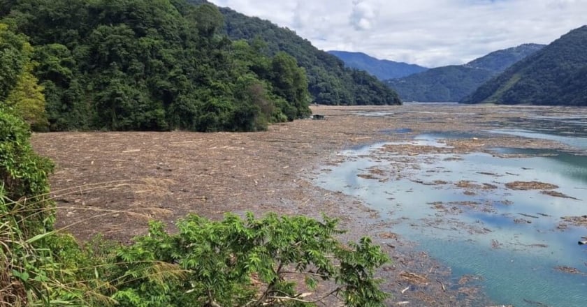 霧社水庫現大量漂流木 台電全力清除需時逾1個月