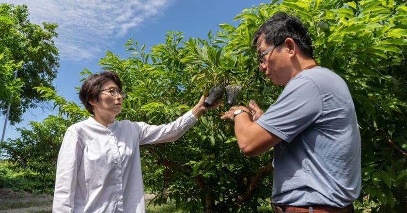 颱風蘇拉影響 饒慶鈴關心釋迦果農籲做好防颱準備