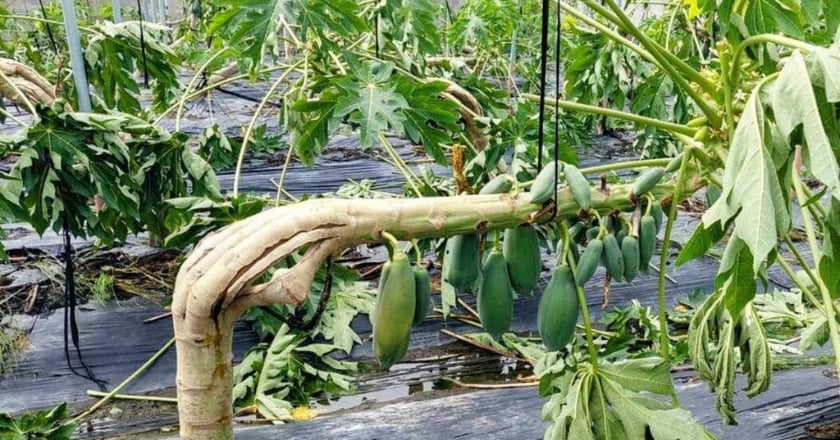 颱風卡努遲發性農損現金救助 高雄木瓜開始受理申報
