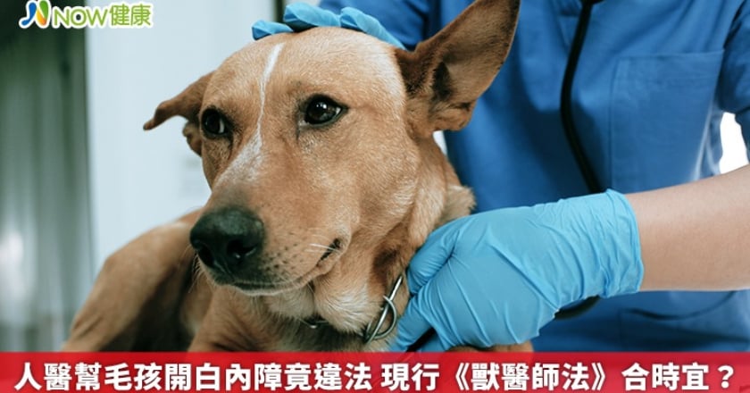 人醫幫毛孩開白內障竟違法 現行《獸醫師法》合時宜?