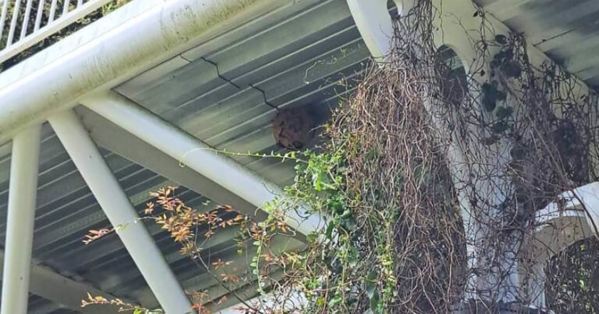 南投清境高空步道蜂群飛舞 摘除蜂窩全線封2天