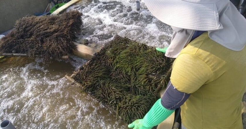 海洋碳匯 國海院跨部會成功量化2本土大型海藻
