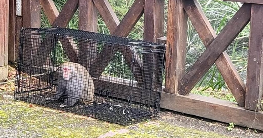 阿里山獼猴常搶奪遊客食物 誘捕結紮控制數量