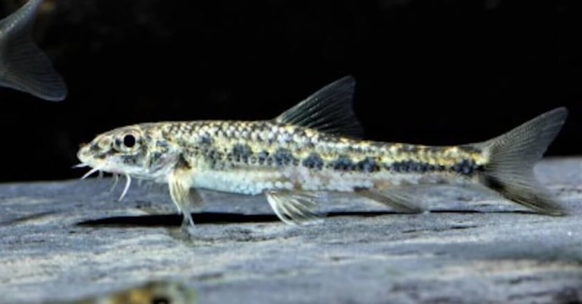 淡水魚增14種保育類 飼主112年底前須登記備查
