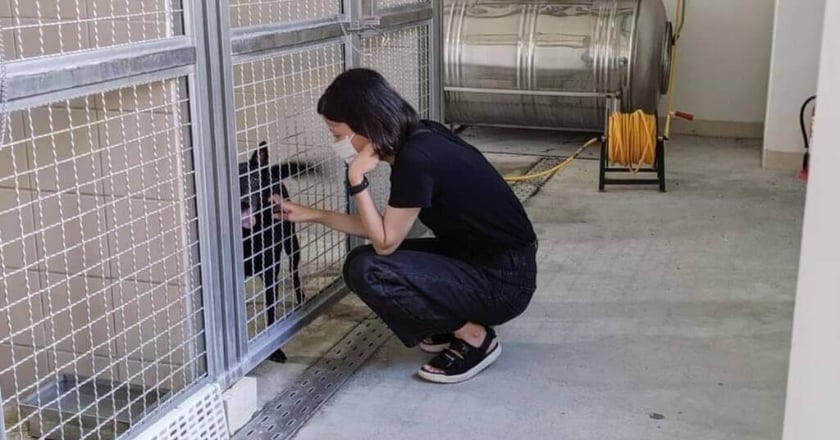 助犬貓認養 花蓮狗貓躍動園區11/1起調整開園時間