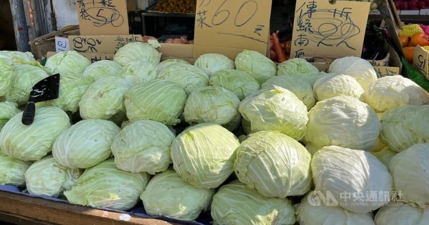 亮紫燈!高麗菜11月中超種近722萬株 農糧署籲減種、轉作