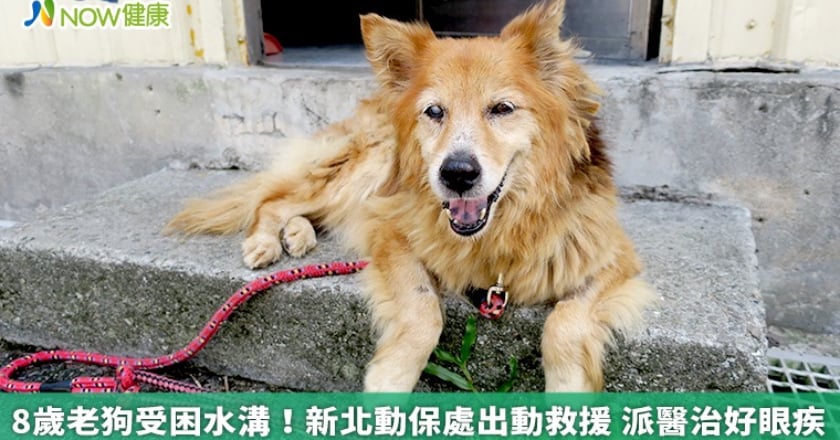8歲老狗受困水溝！新北動保處出動救援 派醫治好眼疾
