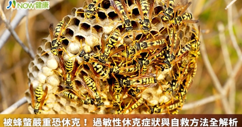 被蜂螫嚴重恐休克! 過敏性休克症狀與自救方法全解析