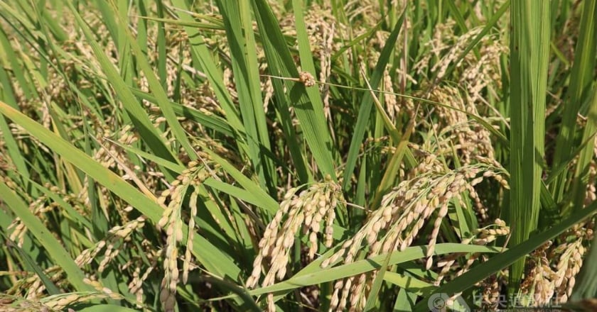 加強型水稻保費 花蓮富里公所擬補助10%