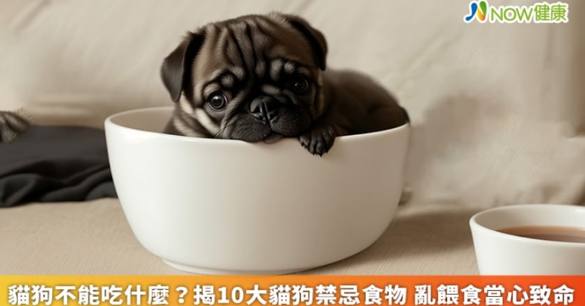 貓狗不能吃什麼？揭10大貓狗禁忌食物 亂餵食當心致命