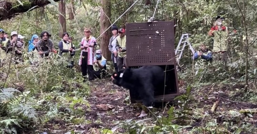 花蓮卓溪黑熊Da qu-ali傷癒野放 族人祈福送返山林