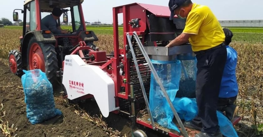 附掛式挖掘型大蒜收穫機登場 效率達人工6倍