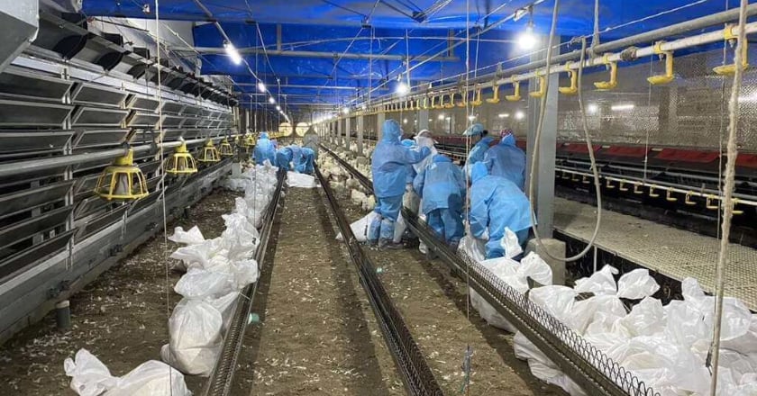 雲林斗六1雞場確診禽流感 撲殺逾2萬隻種雞
