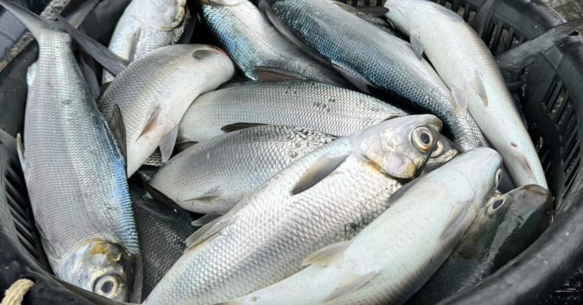 寒害!嘉縣混養虱目魚寒害凍死逾4500台斤 雲林3萬尾虱目魚凍死