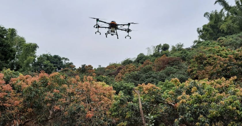 防越冬荔枝椿象成蟲 台南首創無人機施用化學藥劑