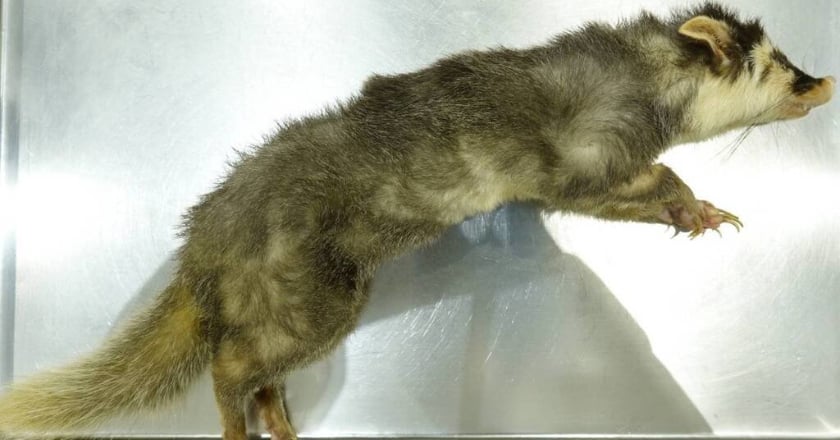 苗栗縣南庄鄉首次檢出鼬獾狂犬病 無人員被咬傷