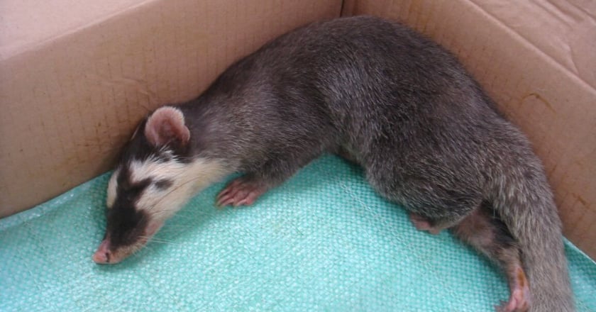 花蓮1所學校發現受傷鼬獾 驗出狂犬病