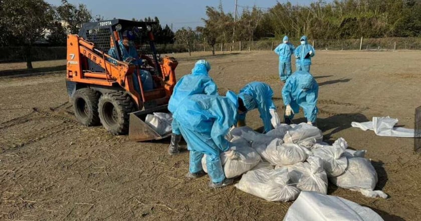 雲林肉鵝場染H5N1撲殺1477隻 感染源疑與地緣有關