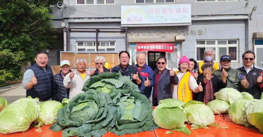 澎湖烏崁高麗菜王比賽 單顆最重18.8斤封王