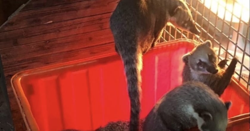 竹市啟動抗寒機制 動物園長鼻浣熊齊聚照燈取暖
