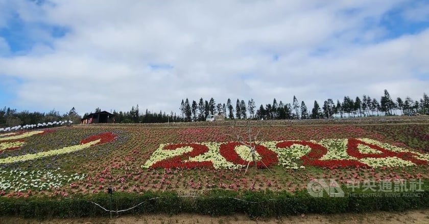 澎湖休憩園區打造龍年花海 春節走春好去處