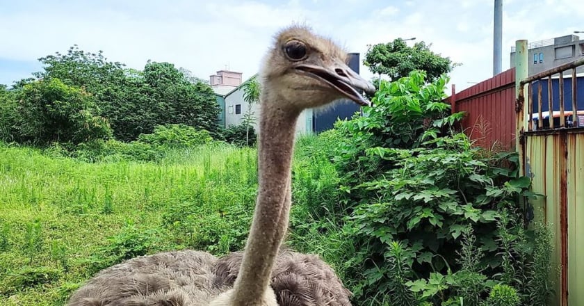 空地驚見鴕鳥賣萌討食 新北追查為寵物非棄養