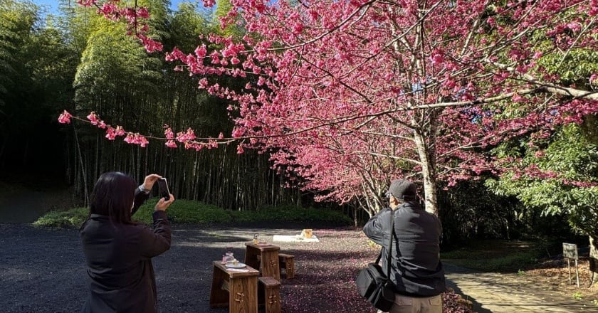 雲林草嶺櫻花祭2/10登場 盼打造不一樣走春旅遊