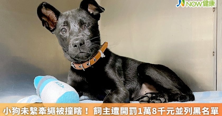 小狗未繫牽繩被撞瞎！ 飼主遭開罰1萬8千元並列黑名單