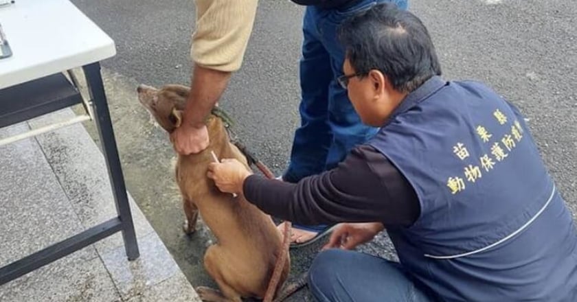 苗縣鼬獾狂犬病新增2例 加強疫苗巡迴設站