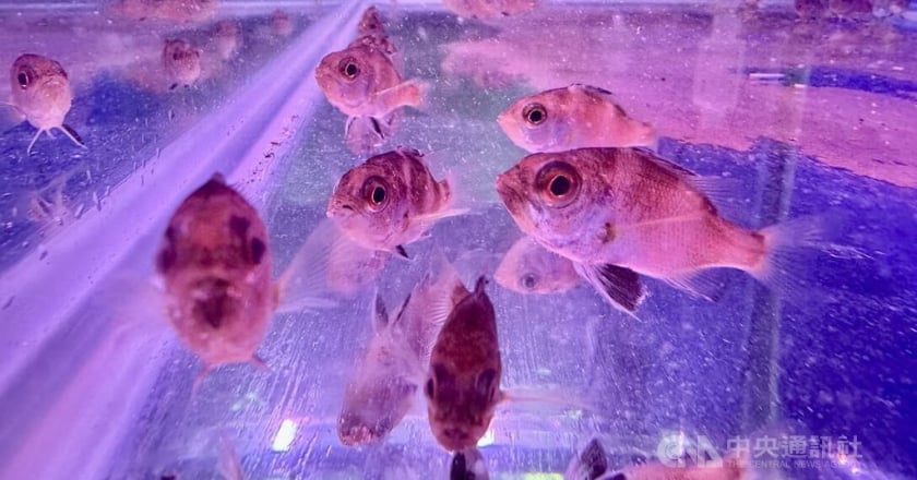 台灣育成紅喉魚苗全球第2 挑戰獨家人工繁養技術