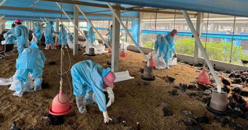 雲林1土雞場確診H5N1禽流感 撲殺逾2.4萬隻