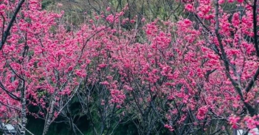 陽明山花季起跑 八重櫻等櫻花盛開點綴園區