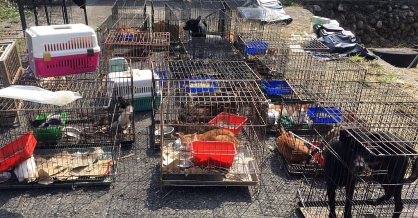 大量不當飼養犬貓還募款 雲林縣府依動保法裁處