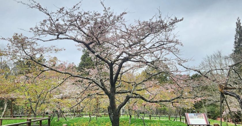 阿里山花季3/10登場 櫻王已開3成