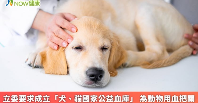 立委要求成立「犬、貓國家公益血庫」 為動物用血把關