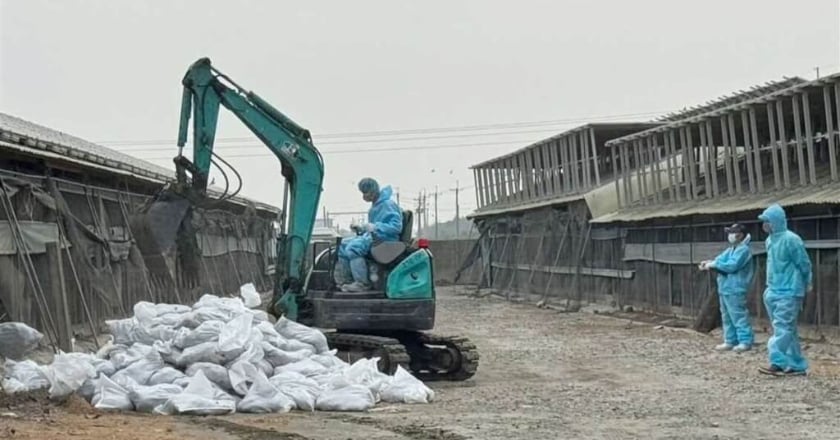 雲林禽流感再添2場 撲殺1萬5千餘隻家禽