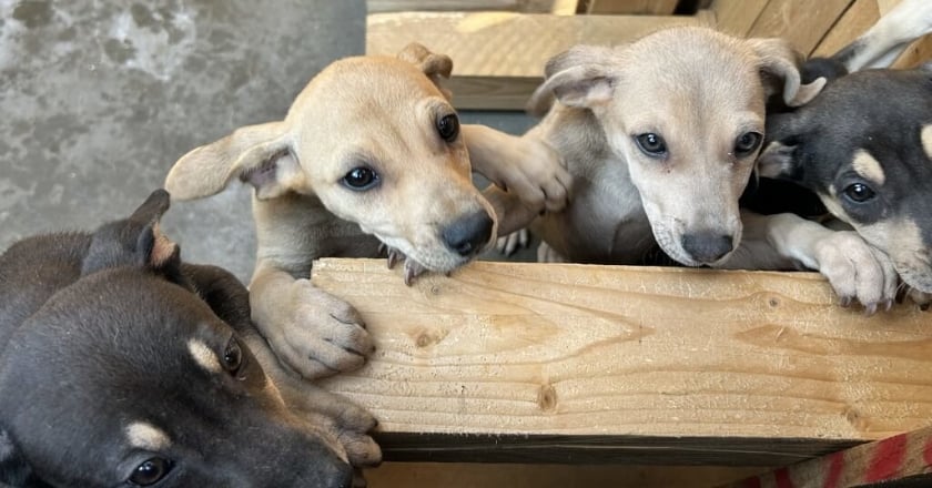 屏東動物之家6月正式營運 可望提高認養率