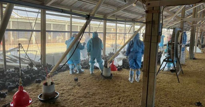 雲林虎尾1土雞場確診H5N1禽流感 撲殺逾1萬隻