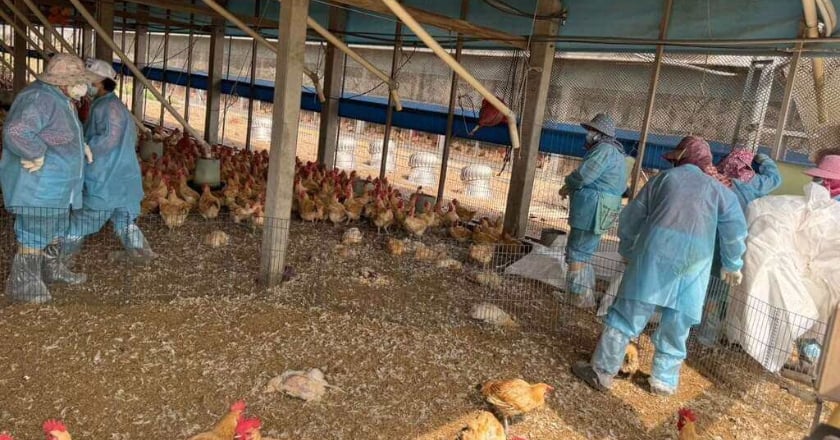 雲林莿桐1土雞場染H5N1禽流感 撲殺逾2萬隻