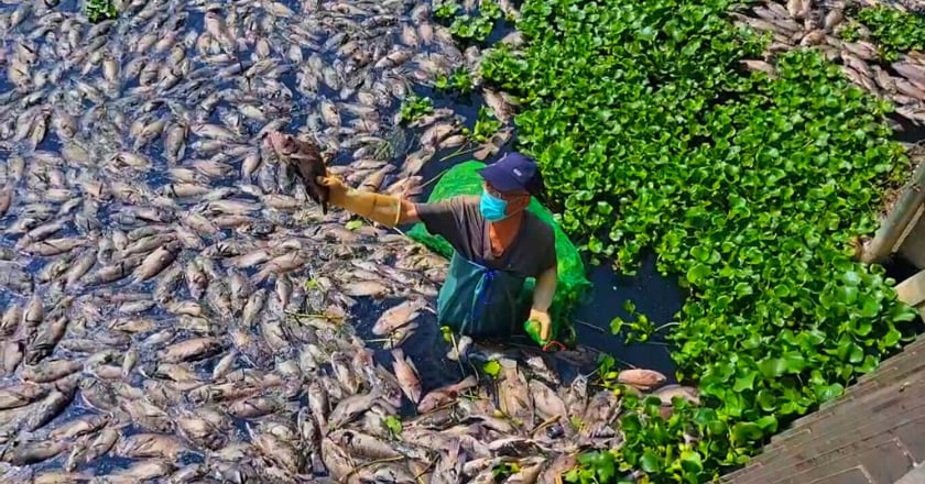 台中頭汴坑溪布滿魚屍飄惡臭 環保局研判水中缺氧釀禍