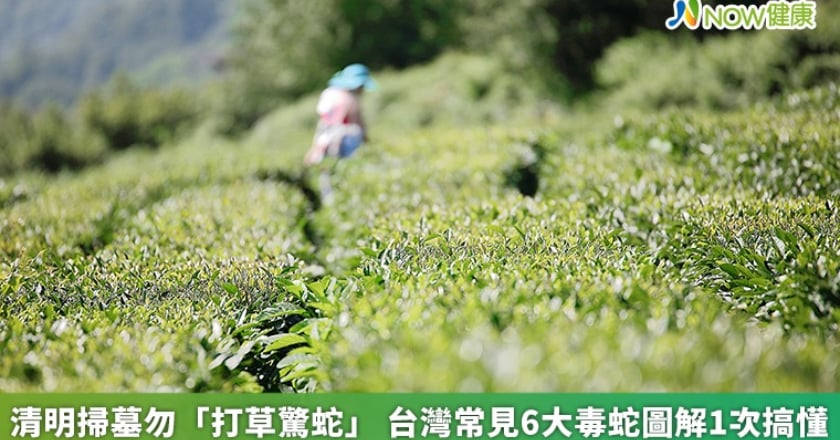 清明掃墓勿「打草驚蛇」 台灣常見6大毒蛇圖解1次搞懂